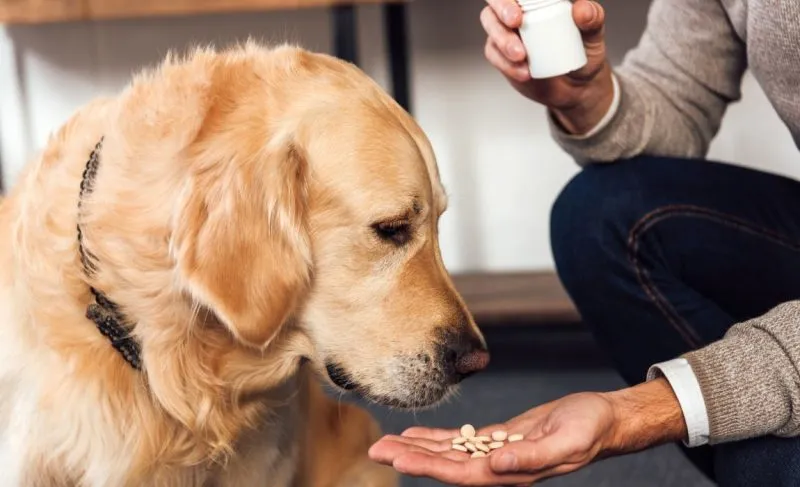 Fido's Pharmacy Run: How Pet Medications Became America's Newest Delivery Obsession